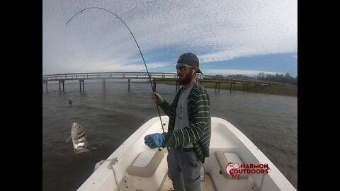 BLACK DRUM BEAUFORT NON STOP