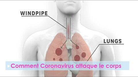 Comment Coronavirus attaque et pénètre dans le corps ?