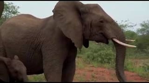 Trapped! in a Terrifying Elephant Stampede - Charge in Kruger National Park