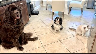 Ragdoll, Newfoundland And Cavalier run for their daily snack