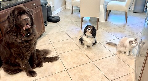 Ragdoll, Newfoundland And Cavalier run for their daily snack