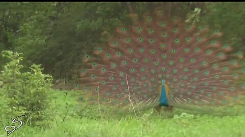 Beautiful Peacock Dance 🦚