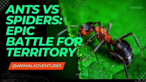 Ants vs. Spiders: Epic Battle for Territory | Nature's Ultimate Showdown!