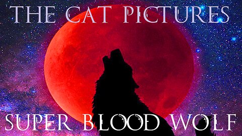 The Cat Pictures (feat. Sean Harper) - Super Blood Wolf