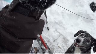Dog vs Snow