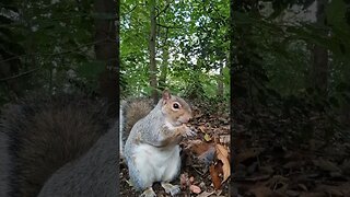 2023 10 15 squirrels feeding