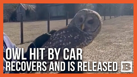 Owl Released into the Wild with Feather Implants After Being Hit by Car