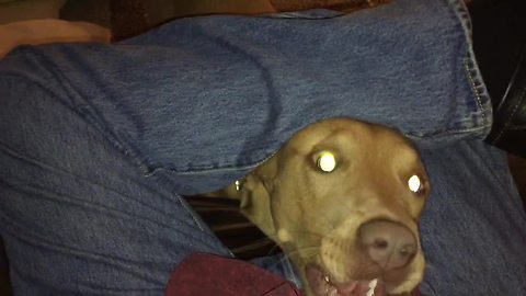 Dog squeezes through owner's legs for attention