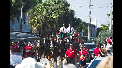 Budweiser Clydesdales in Vero Beach FL