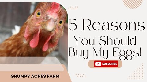 5 Reasons to buy eggs from a local farmer....