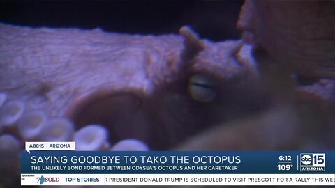 Saying goodbye to Tako: The special bond between the OdySea octopus and her caretaker
