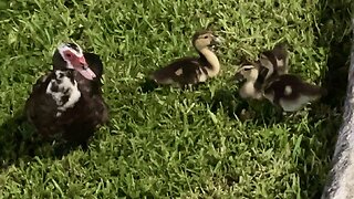Adorable Ducklings with Mama! | #Shorts #Friendly #NotScared #WestPalmBeachFL