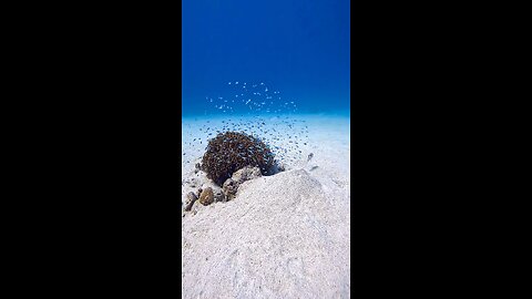 Skuba water diving in sea nature