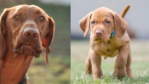 BEST VIZSLA PUPPY DOG COMPILATION 2022 - Try Not To Laugh 😅😅