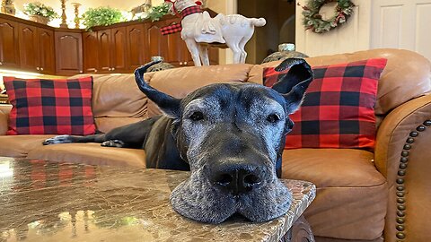 Great Danes recover from holiday hangover