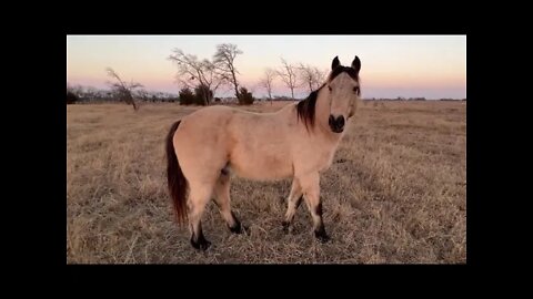 Horses Helping Me With Tree Trimming - Got A Couple Of Horse Behavior Lesson In Also