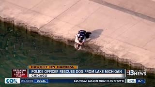 Police officer rescues dog from water in Chicago