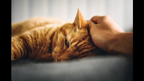 Cats: Treatments for Stressed Cats