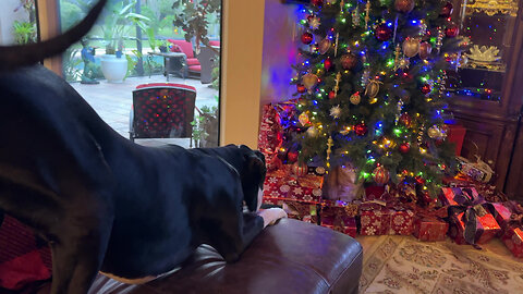 Funny Great Dane Discovers Cat Under The Christmas Tree