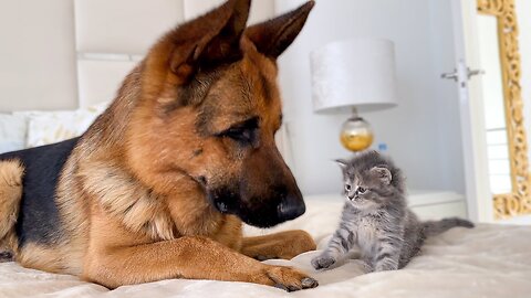 German Shepherd Meets New Kitten for the First Time