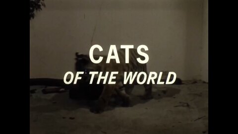 Mutual Of Omaha's Wild Kingdom - "Cats of the World"