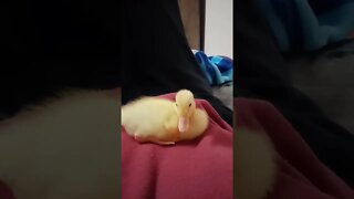 Indian Runner Duckling, 9 Days old, ( Video 2 )