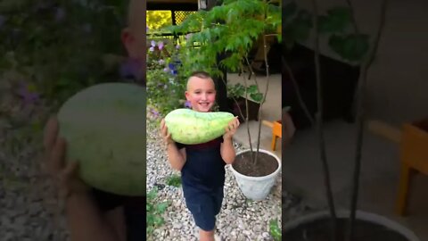 Everything She HARVESTED 🍉🥬🧑‍🌾🙏 #shorts #viral