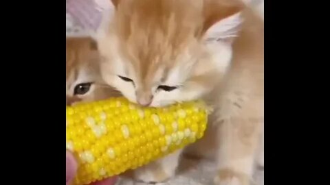 lovely cute kitty eating corn