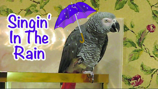 Parrot performs his version of "Singin' in the Rain"