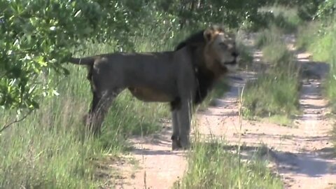 Mapogo Lion, Mr.T, Roaring