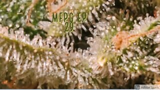 My First PhotoPeriod Grow EP29 Checking Trichomes and another Watering