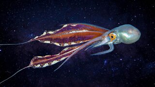 Is the Octopus An Alien Among Us?