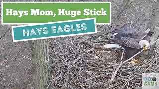 Hays Eagles Mom brings in a huge stick 2022 01 13 08 51AM