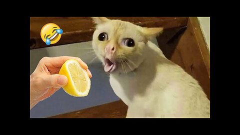 Ultimate Funny Cats and Dogs 😻🐶 Funniest Animals 😂