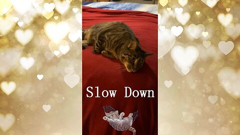 How to SLOW DOWN and live the BEST LIFE with your CAT