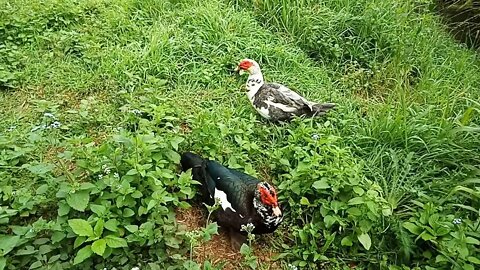 Muscovy Drakes, down near the creek, 01/06/2020