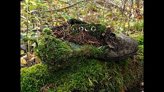 Metal Detecting - Welcome to Bottle Town