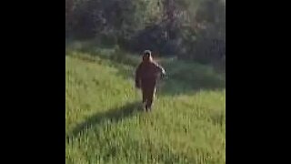 Possible Bigfoot Video Real or Hoax