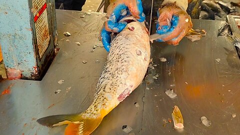 Big Karfu Carp Fish Cutting Skills Live In Fish Market l Amazing Fish Cutting Skill