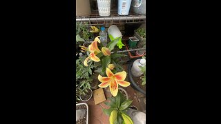 Orange yellow lilies