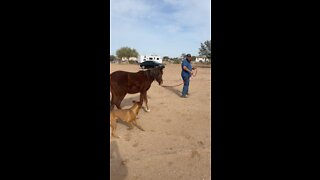 Walking the filly, her first day lead training with us.