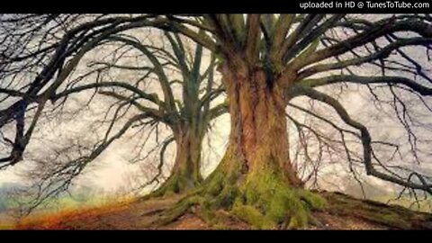 Trees Die on their Feet - BBC Saturday Night Theatre - Alejandro Casona