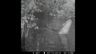 gator growl trail cam