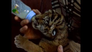 Siberian Tiger Cub Born In Captivity