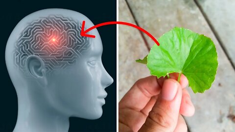 3 Herbs That Will Help Make Your Memory, Focus And Brain Work Better Than Ever