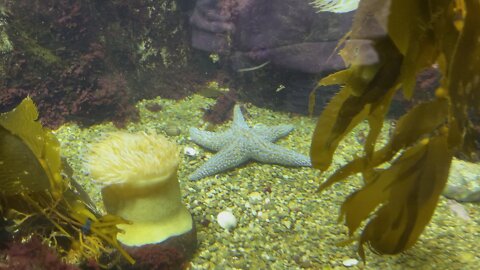 sea star