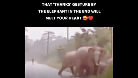 That 'Thanks' gesture by the elephant in the end will melt your heart