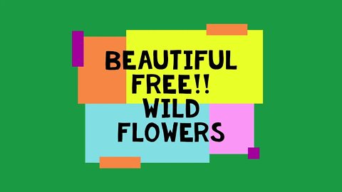 BEAUTIFUL FREE!!! WILD FLOWERS