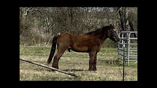 Mix Of Random Videos I Took & Never Posted - Just Visits With The Critters - Horses Cat Rabbit