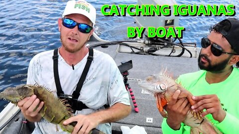 Catching iguanas from a boat with a blind guy in South Florida. Big Iguanas!!!!